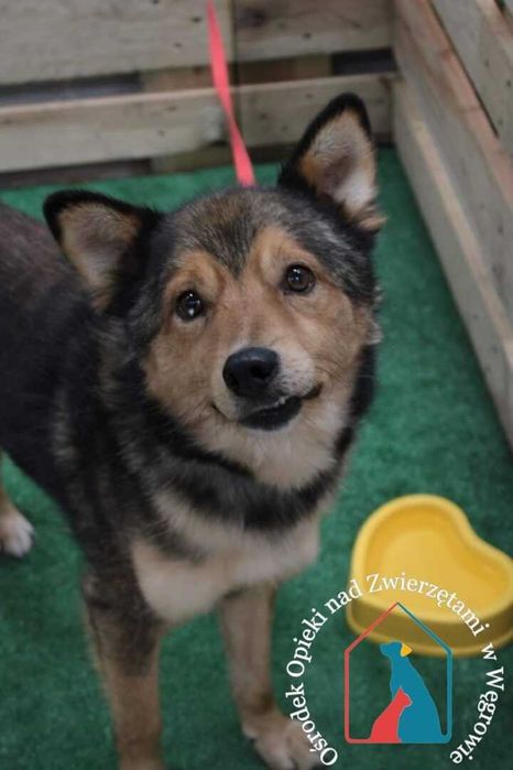 Ogrom miłości w serduszku, rozdaje buziaczki, przytula się, łagodny