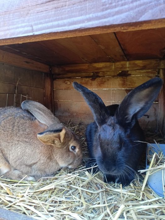 Młode Króliki mieszańce