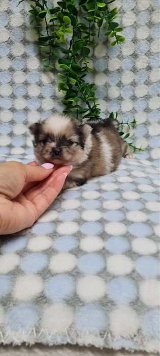 Menino Lulu da Pomerânia mini