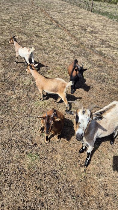 Cabras anãs fêmeas para venda