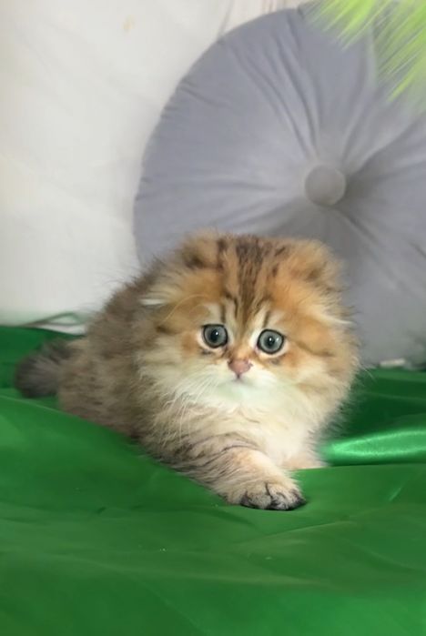 Неймовірної краси дівчинка Scottish fold