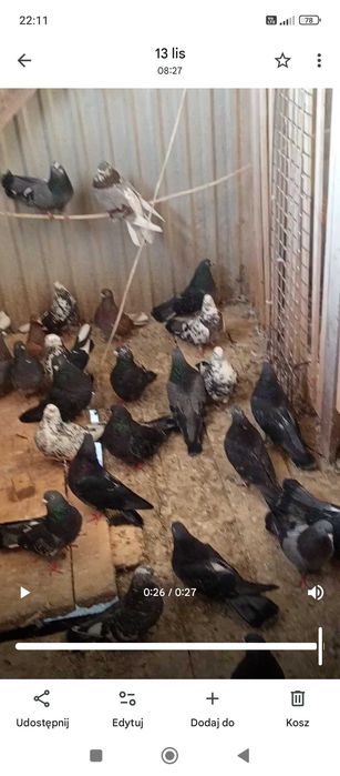 Gołębie orliki lubelskie likwidacja 80 sztuk