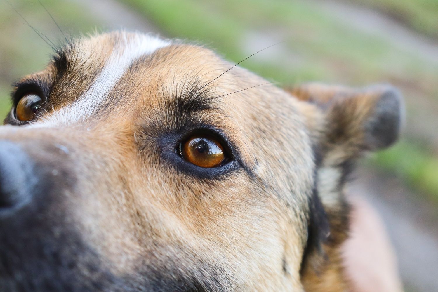 Adoptuj Azora! Pies o złotym charakterze kocha człowieka