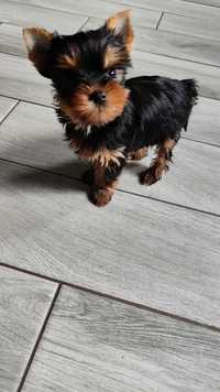Yorkshire terrier zkwp fci