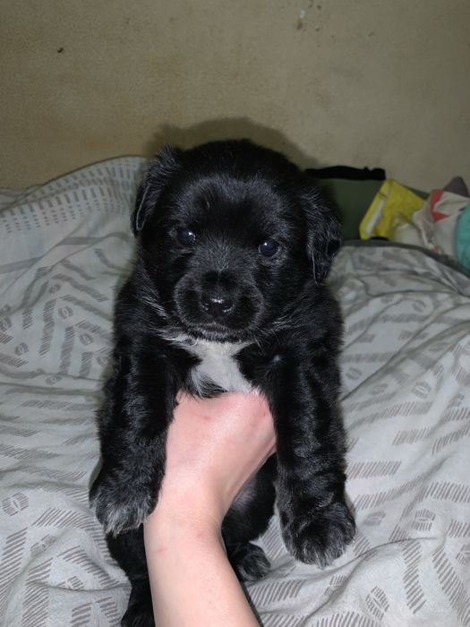 oddam w dobre rece szczeniaka