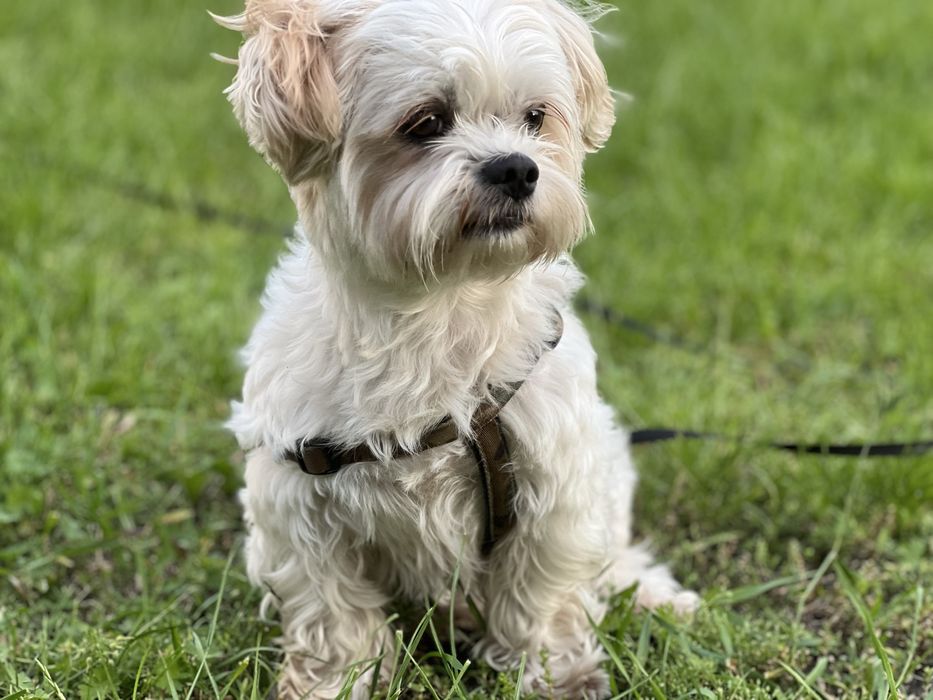 Вязка ищу невесту