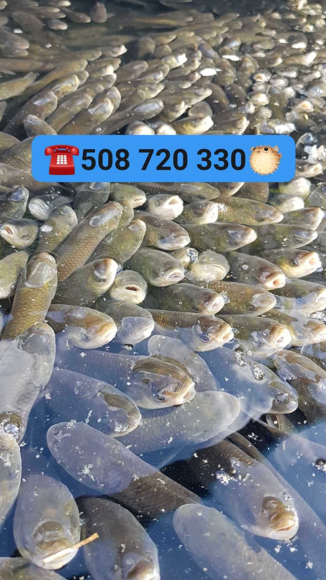 Karaś kolor, karaś na żywca ,karp kroczek szczupak handlowy