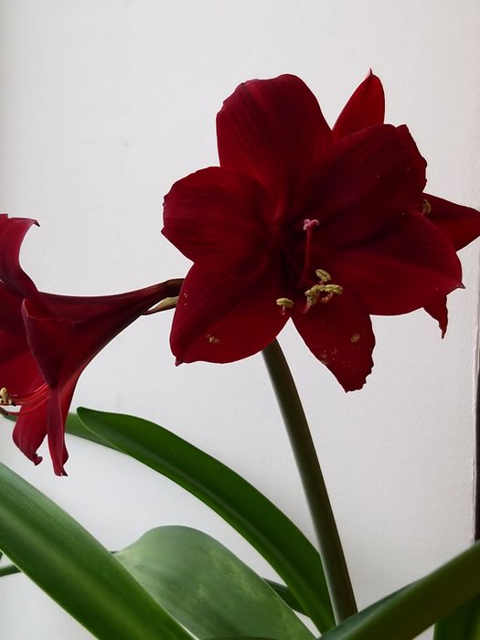 гиппеаструмы (амарилисы) из своей коллекции