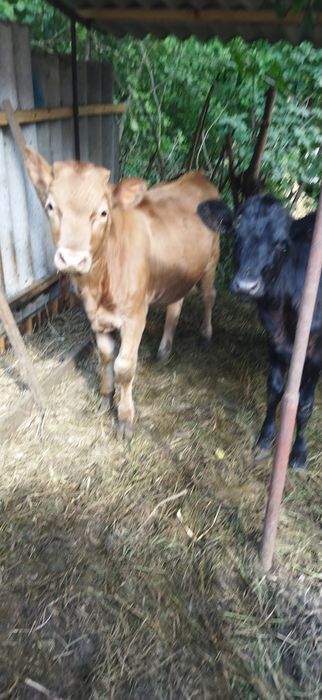 Продам двух телят.