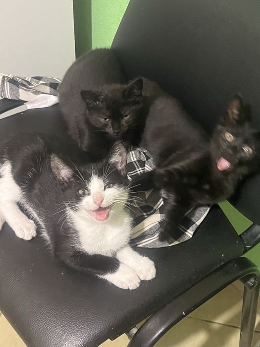 Kotki do adopcji