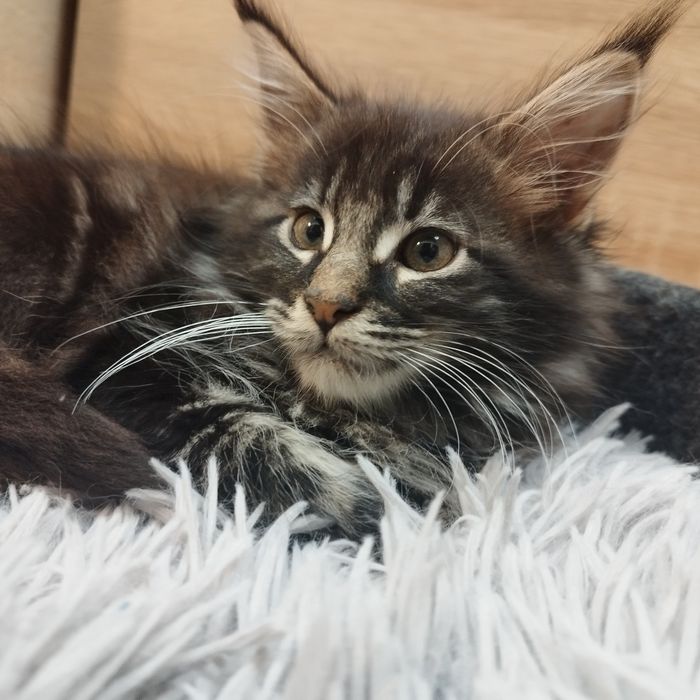 Chłopczyk Maine Coon