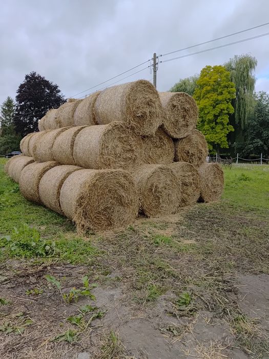 Sprzedam słomę po pszenicy