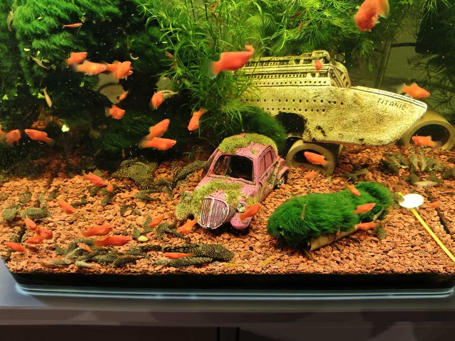 Glonojad zbrojnik niebieski