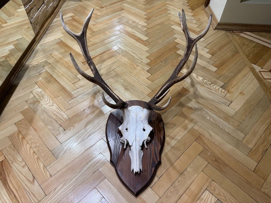 Роги благородного оленя, оленьи рога