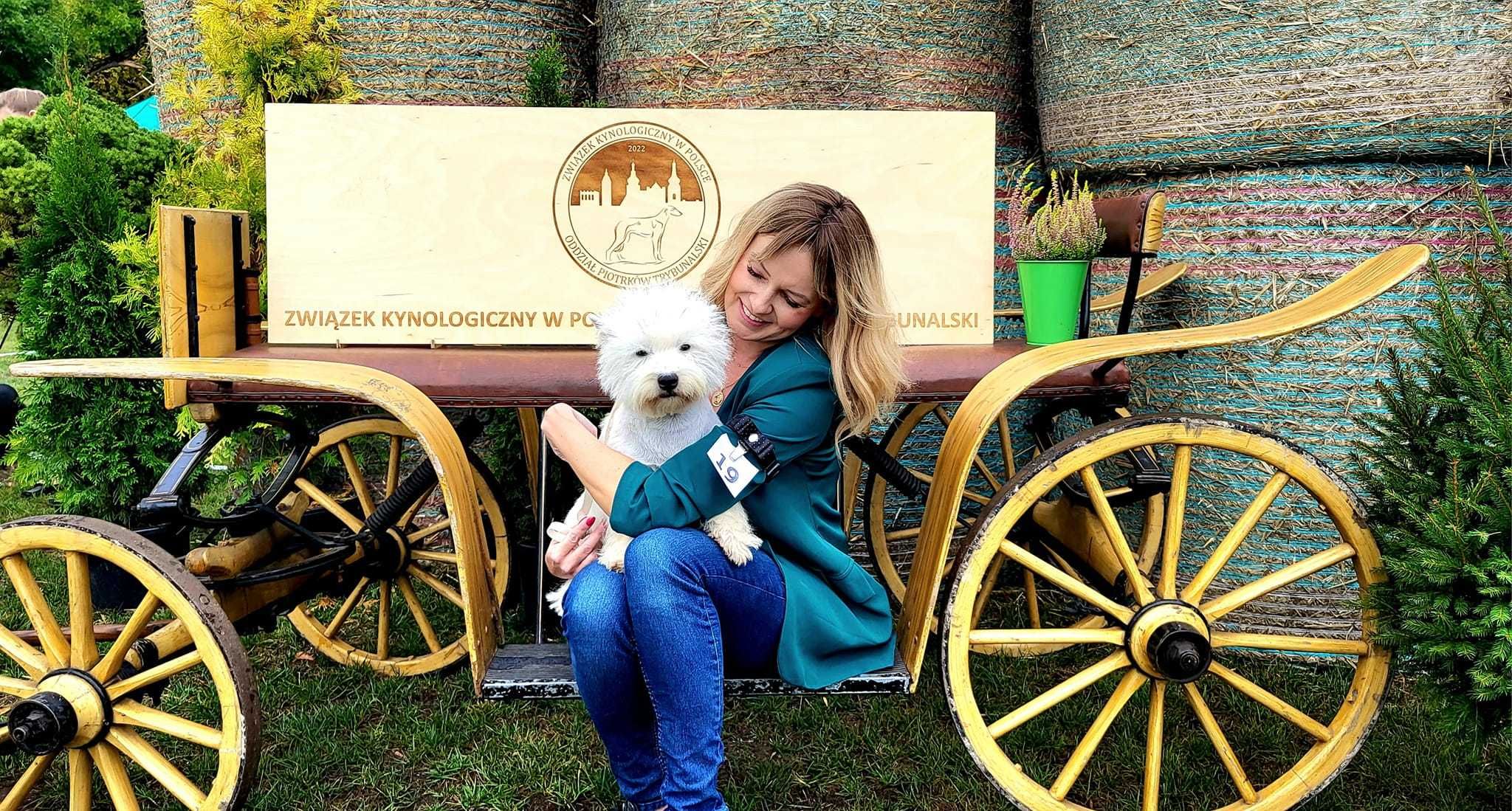 West Highland White Terrier FCI/ZKwP - rodowodowy szczeniak