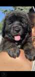 Szczeniak Leonberger 2025