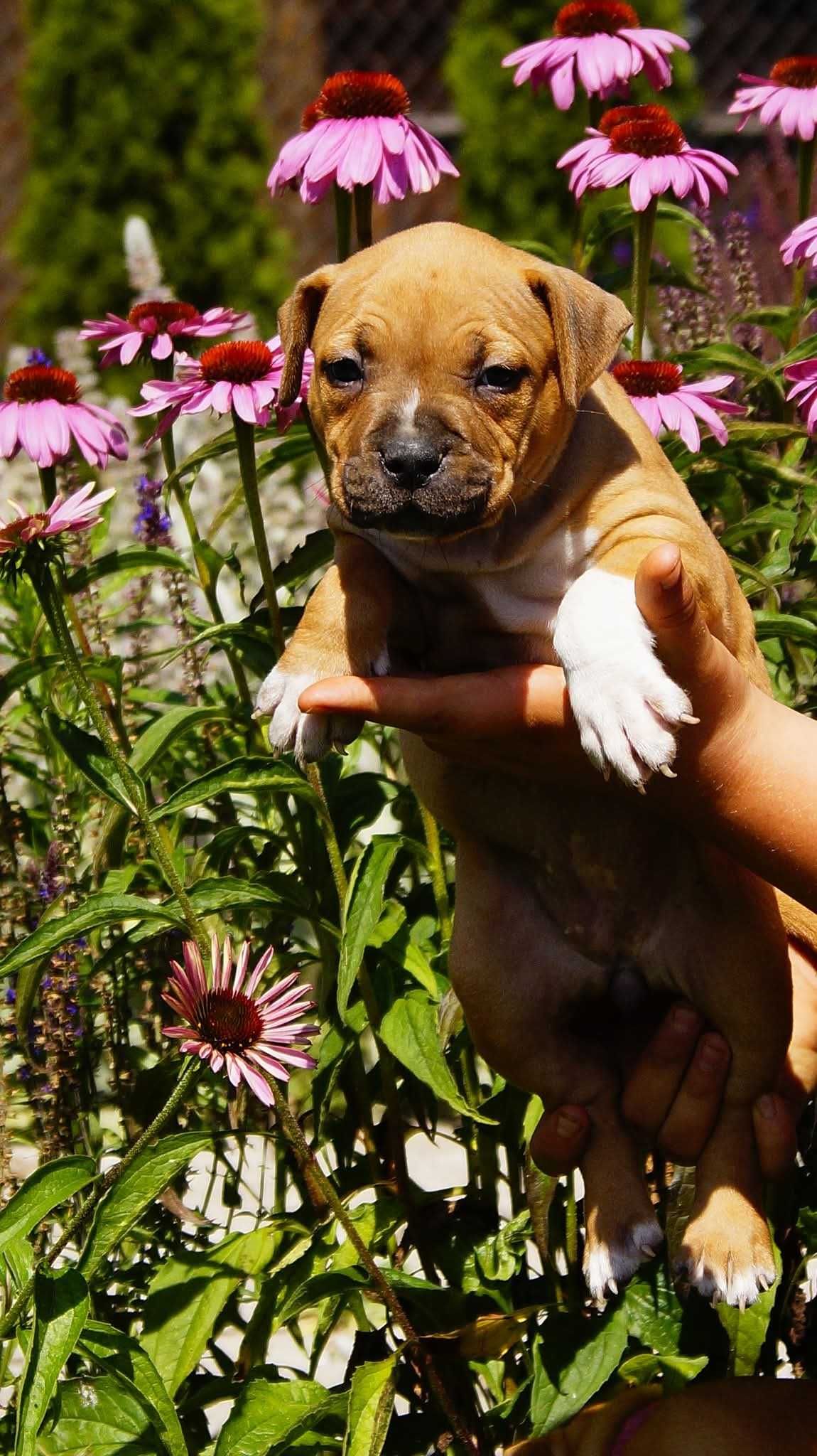 Amstaff szczeniaki. Z rodowodem FCI, Sunia Esha