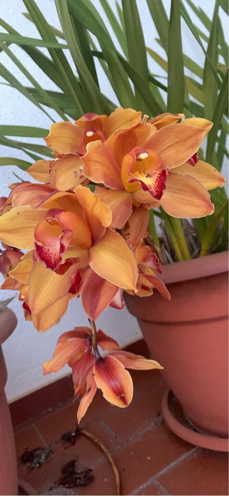 Mudas orquideas laranja