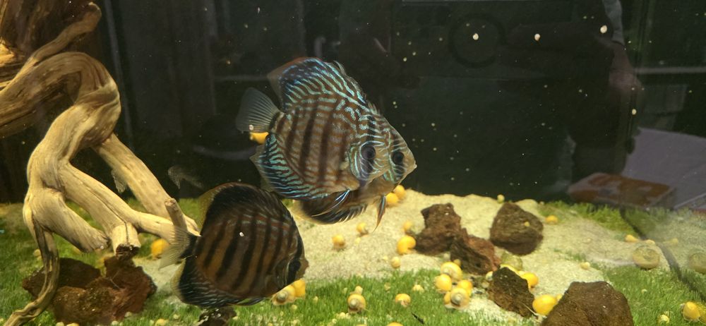 Discus F1 para venda