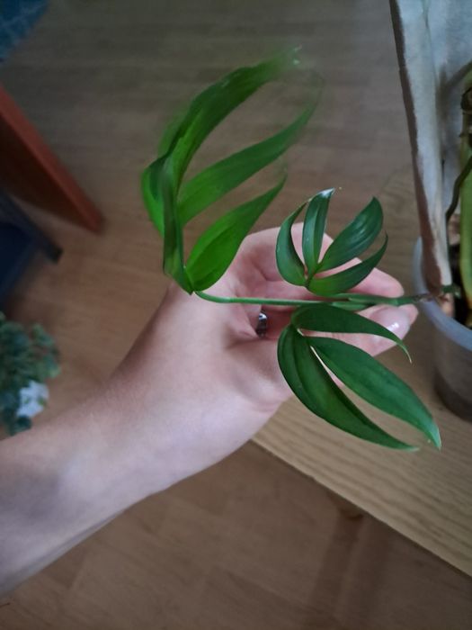 Monstera subpinnata ciety szczyt
