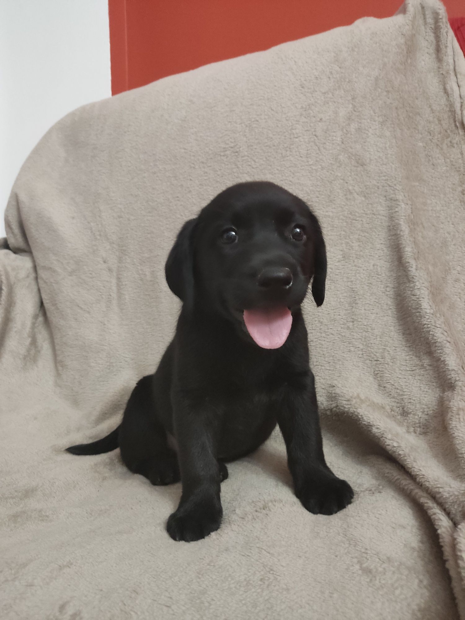 Labrador Preto Fêmea c/ 2 mesinhos