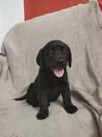 Labrador Preto Fêmea c/ 2 mesinhos