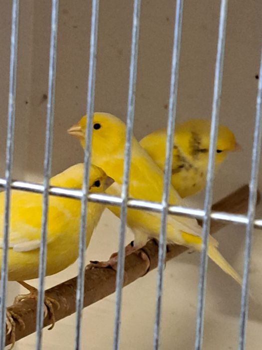 Kanarki wodnotokowe sprzedam