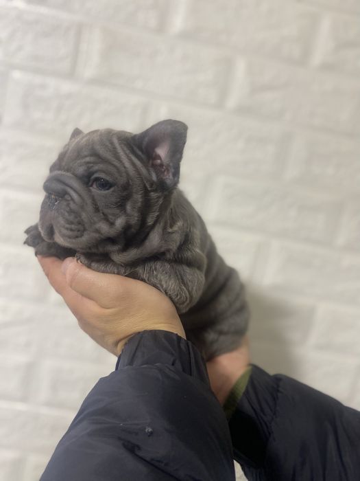 Французький бульдог міні Біг Роб