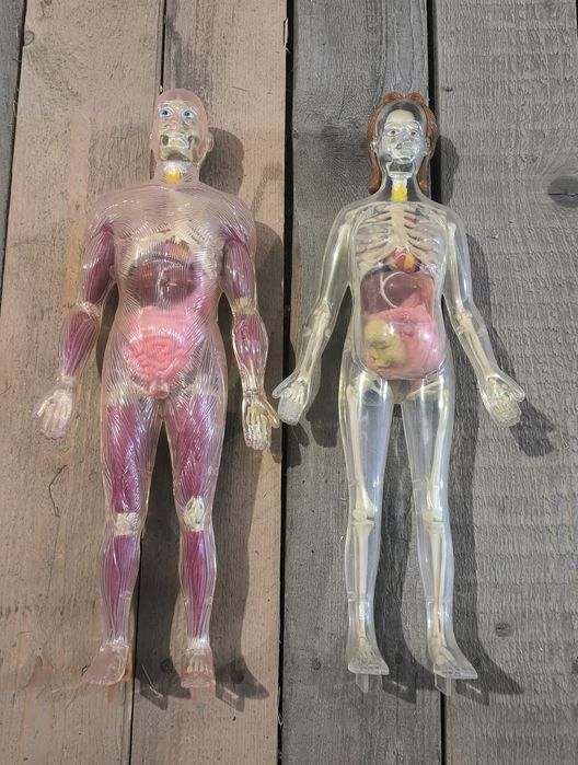 Анатомічна модель