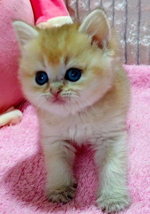 1-Золотая Шиншилла Лиловое Золото красивушая девченка