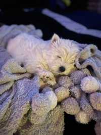 West Highland White Terrier