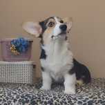 Welh Corgi Pembroke