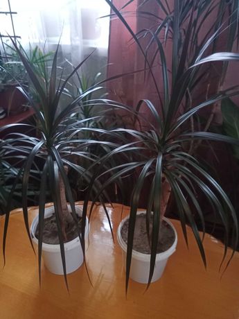 Продам кімнатні рослини: сансевієрія, драцена