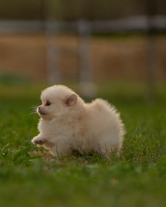 Piesek szpic miniaturowy pomeranian