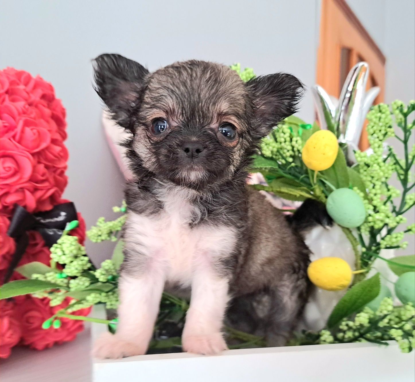Sisi piękna mini dziewczynka długowłosa Chihuahua