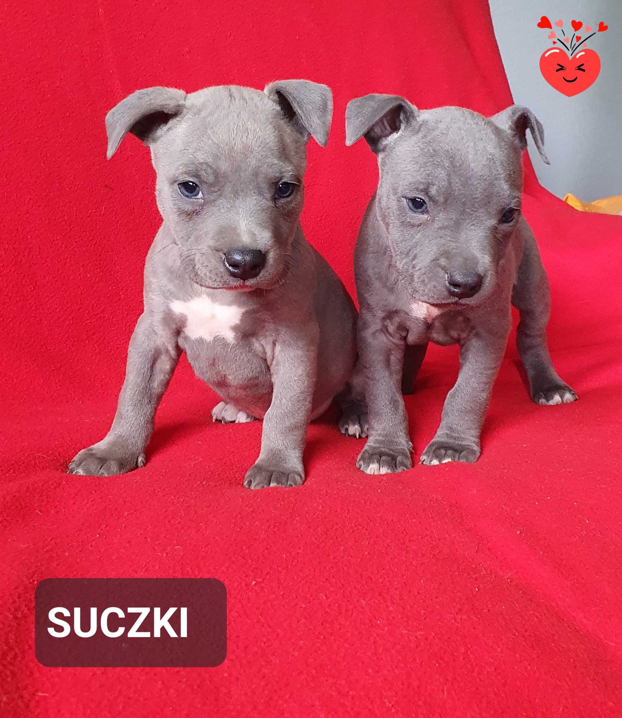 American Staffordshire Terrier Amstaff-SUCZKA