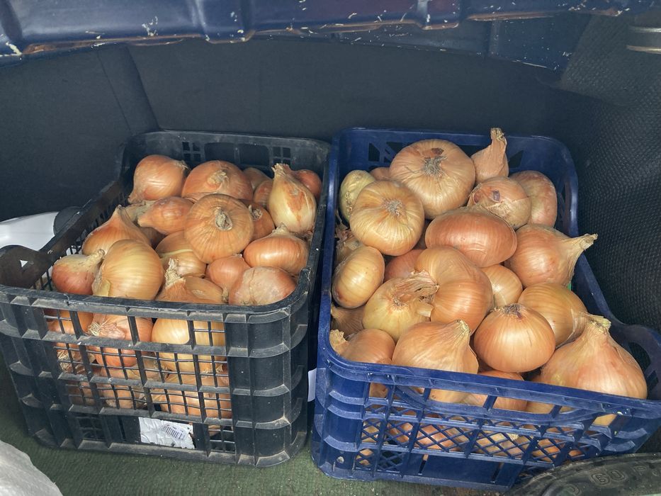 Продам цибулю гарно зберігається