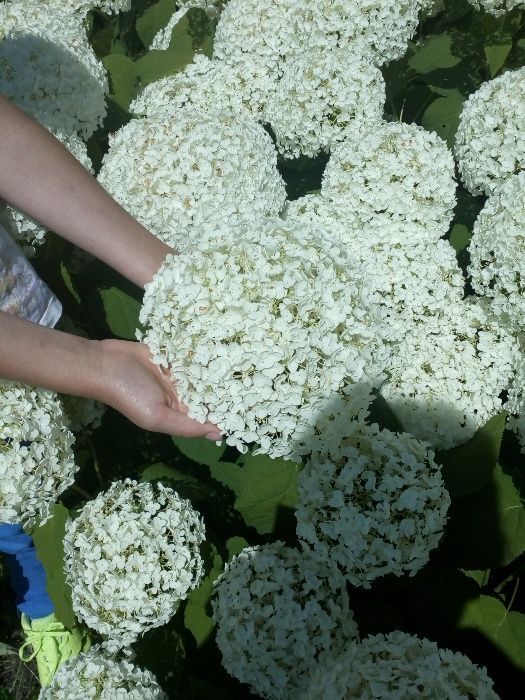 hortensje,hortensje bukietowe,hortensja bukietowa,hortensja ogrodowa