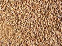 Продам пшеницю з доставкою