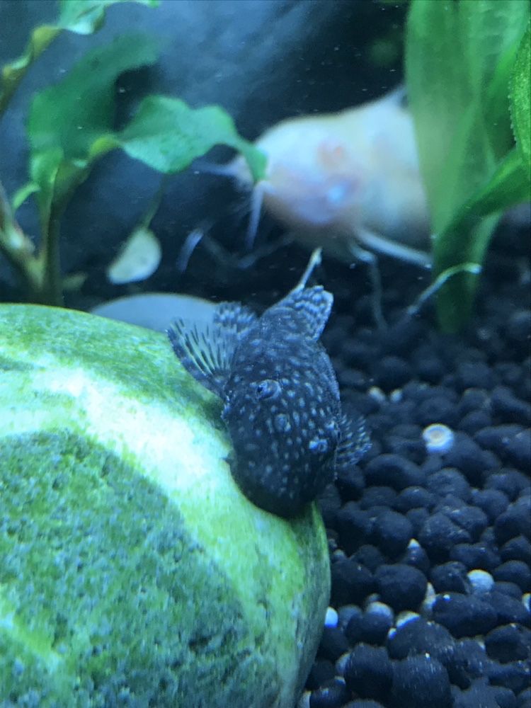 Ancistrus diversos