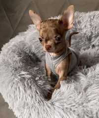 Chihuahua chłopczyk Cekin