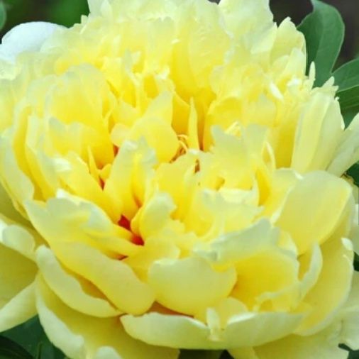 Поділки півонії жовтої
