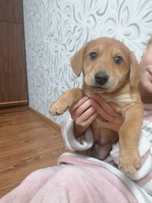 Цуценята від маленької суки