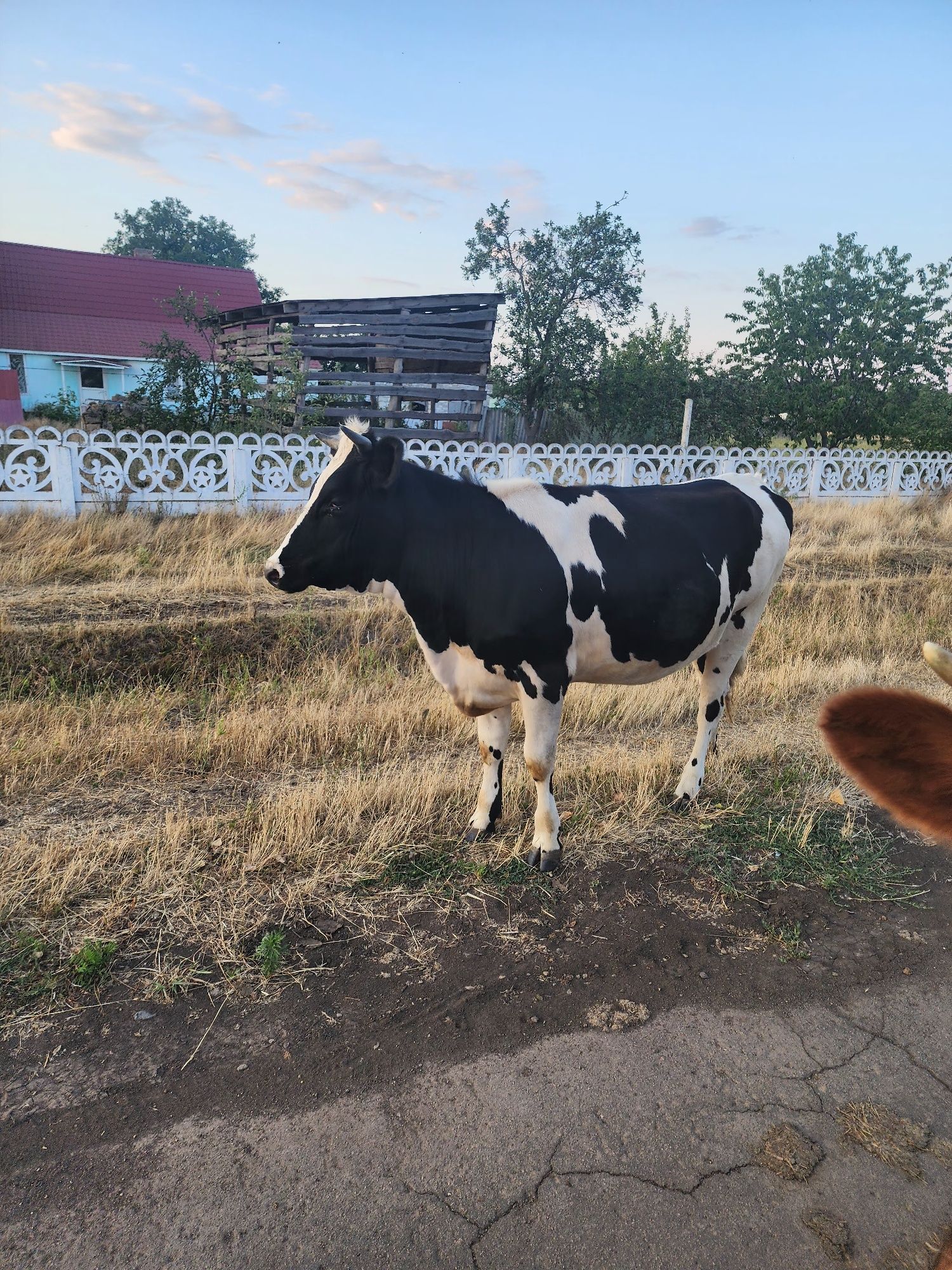 Продасться тільна телочка