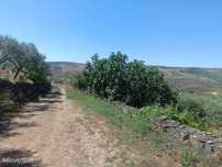 Terreno Agrícola em Poiares de 1900,00 m2