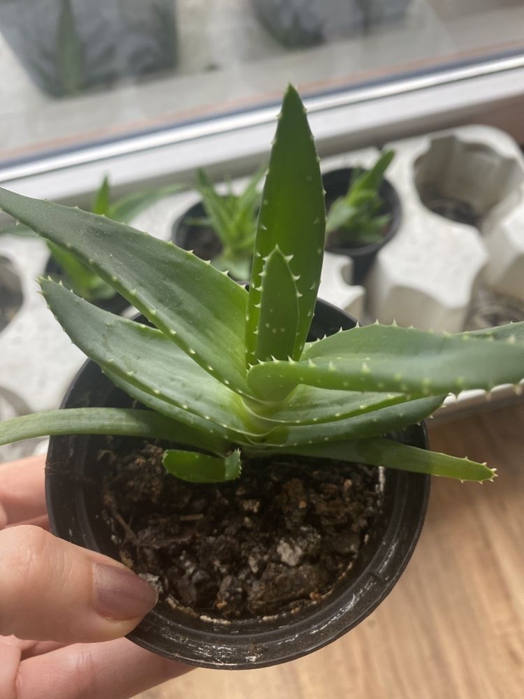 Aloes leczniczy kaktus sadzonki