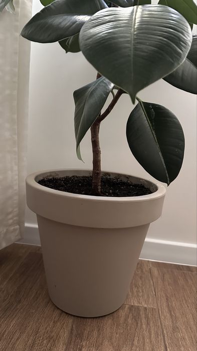 Фикус 1,5 метра с вазоном