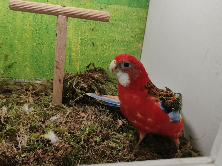 Samczyki i samiczka zmienia wolierę