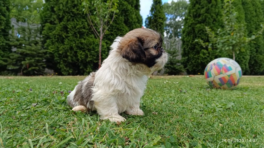 Piesek shih tzu szczeniak