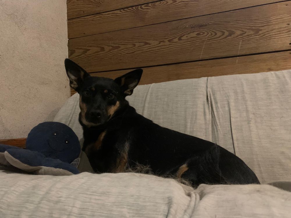 Suczka Nala do adopcji